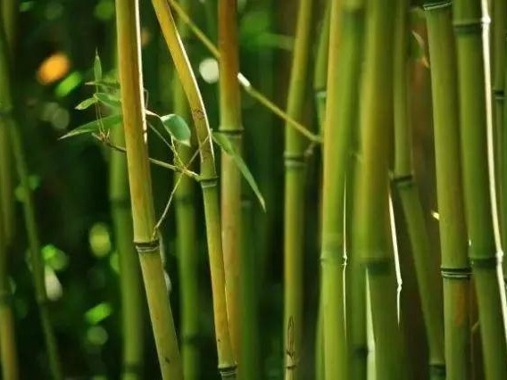 【力美新材料】带你解析竹纤维的秘密
