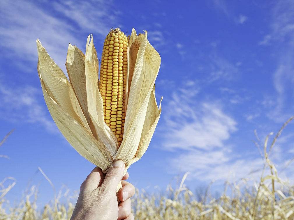 【力美新材料】玉米秸秆发酵饲料的研究进展分析